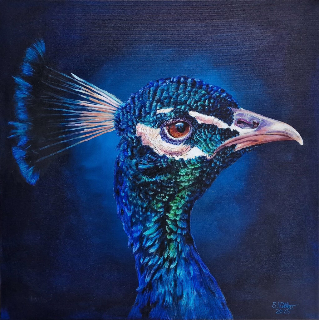 Pfau auf dunkelblauem Hintergrund in Acryl